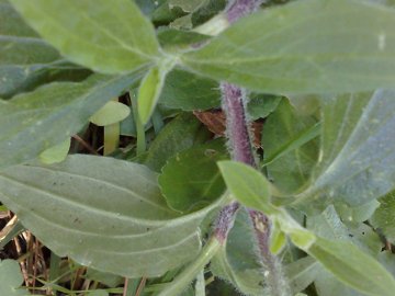 Silene latifolia sui Colli Albani